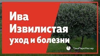 Ива извилистая уход и возможные болезни. Где купить Иву?