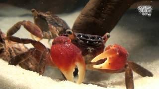 Red Clawed Crab Sesarma bidens - Eye to Eye - Animalia Kingdom Show