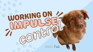 Managing a Dog’s Impulse Control - Training Guide - Retriever Edition
