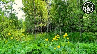 Soothing mixed forest and birdsong. Nightingale cuckoo blackbird. 12 Hours of video.