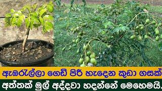 how we can grow a june plum tree by rooting a branch an take harvest soon.