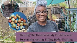 Getting The Garden Ready For Monsoon Season -  Harvesting Filling Beds Planting