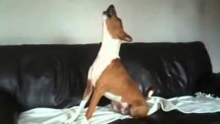 Basenji howling to Countdown clock