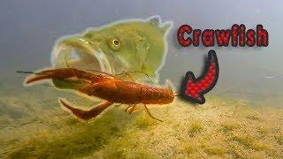 HOW Does A Bass Eat A Crawfish??  Live Crawfish GoPro Footage Vol. 2