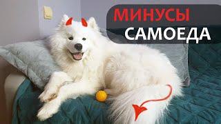 ТОП - 5 минусов САМОЕДА  Всем кто хочет БЕЛОЕ ОБЛАКО