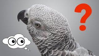 African Grey Parrot Male or Female? Determine Gender of African Greys