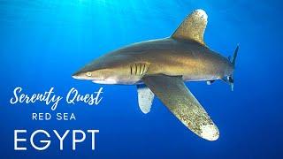 RED SEA WONDERS︱ELPHINSTONEMARSA ALAM︱SOUTHERN  EGYPT︱WORLD BEST DIVING︱4K VIDEO