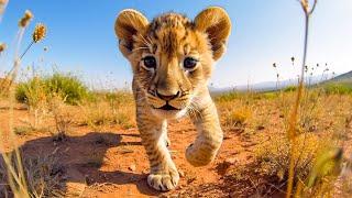 Baby Cute Animals Relaxing Music That Heals Stress Anxiety and Depressive Conditions Gentle Music