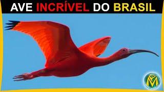 GUARÁ - Uma das mais belas AVES encontradas no Brasil