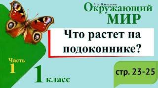 Что растет на подоконнике? Окружающий мир. 1 класс 1 часть. Учебник А. Плешаков стр. 24-25