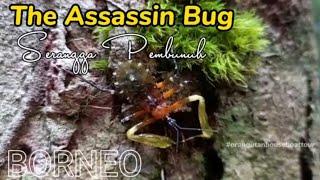 The Assassin BugSerangga Pembunuh @orangutanhouseboattour6258