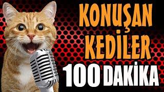 Konuşan Kediler 100 Dakika - Sinema Tadında En Komik Kedi Videoları