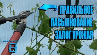 ПРАВИЛЬНОЕ ПАСЫНКОВАНИЕ ВИНОГРАДА. ЗЕЛЕНЫЕ ОПЕРАЦИИ НА ВИНОГРАДЕ. ВИНОГРАД В ТЕПЛИЦЕ