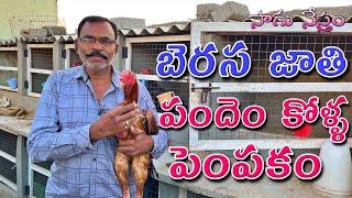 Berasa Pandem Kollu  బెరస జాతి పందెం కోళ్ళ పంపకం  Berasa Kollu  Pandem Kollu  Sagu Nestham