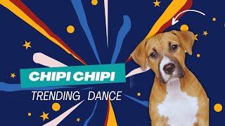 CHIPI CHIPI CHAPPA CHAPPA DANCE  ALL KIND OF BREEDS AVAILABLE AT PAWSPOT  #dog #trending #shorts