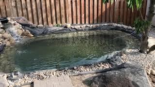 Low budget DIY Koi Pond