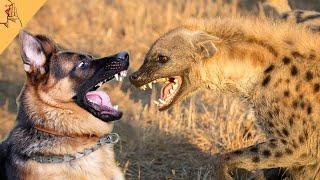 Sırtlanı Yenebilecek 10 Köpek Cinsi #kangal #pitbull #doberman