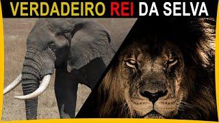 O Verdadeiro REI DA SELVA - Ele é IMPLACÁVEL em combate