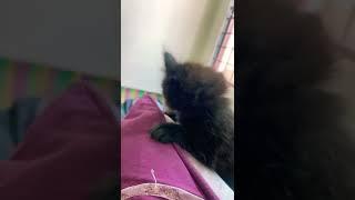 kitten calling for help with mommy doing something extra