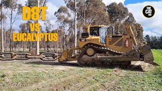 Caterpillar D8 VS eucalyptus