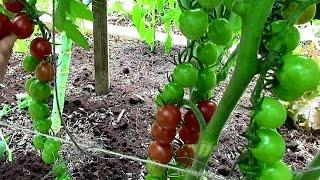 How to Prune Tomatoes for Earlier Harvests Higher Yields & Healthier Plants