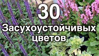 Засухоустойчивые цветы. 30 неприхотливых многолетников для сада.