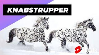 Knabstrupper  One Of The Most Beautiful Horse Breeds In The World #shorts #horse #knabstrupper