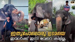 ഇതുപോലൊരു ഉടമയെ ഇവൾക്ക് ഇനി വേറെ കിട്ടില്ല I Shimil & Kaveri I Kerala Elephant #trending #elephants