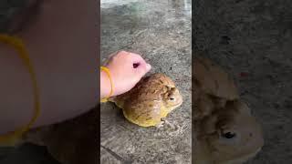 หนูชื่อเบียดอ่าง สปีด #กบ #frog #africanbullfrog #กบยักษ์ #shortvideo