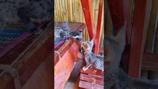 First kiss of Civet with kitten #shorttailkittentv #catfunny #animals #viral #cat #shortsfeed #kiss