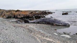 Mystery as 14 Whales Found Dead Washed Up on Beach