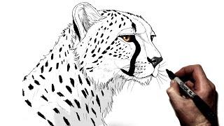 How To Draw A Cheetah Side  Step By Step