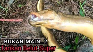 Tarikan Belut Super Bikin Pemancing  Kualahan