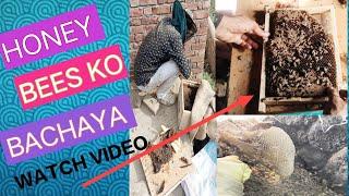 Honey bees ko kaisa wall sa nikla How i save bees #bee #kashmirisongs #viralvideos #reel