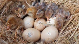 Natural Hatching Hen eggs to Chicks  Step by Step Procedure Beautiful video