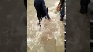 A big Fish caught in the Floods of Birgunj Nepal