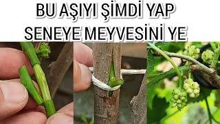 Dut Ağacına Bir Yılda Meyve Verdiren Aşı