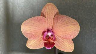 ОРХИДЕЯ фаленопсис ЗОЛОТАЯ РЫБКА Phalaenopsis Gold Fish