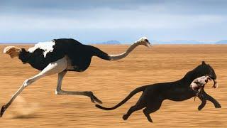 Cheetah Too Fast Mother Ostrich Running At Full Speed Still Cant Save Baby From Hungry Cheetah