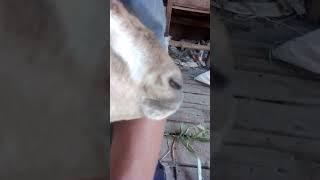 suara kambing lucu #shortvideo #videoshort #soundanimal #goat #animals #youtubeshorts