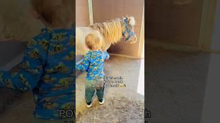 Toddler Brushes His Pony  #equestrian #horse #pony #shortsvideo #shorts