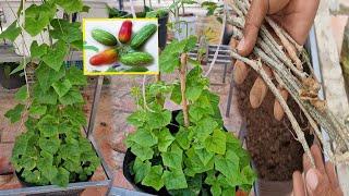 Ivy gourd growing from stem cut till a good harvest