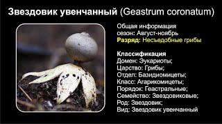 Звездовик увенчанный Geastrum coronatum