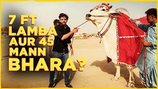 Sibi Mela winner pohanch gaya hai Northern Bypass Karachi mandi  Mandi Vlogs