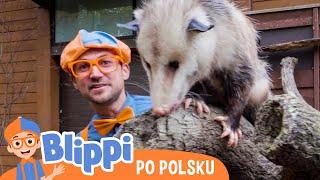 Wycieczka do zoo  Blippi po polsku  Nauka i zabawa dla dzieci