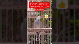 PERKUTUT LOKAL SUARA BEGINI SUDAH LANGKA ‼️