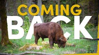 The Return of the Bison Europe’s Largest Wild Animal