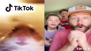 Staring Hamster is on TikTok Web Cam Hamster Meme