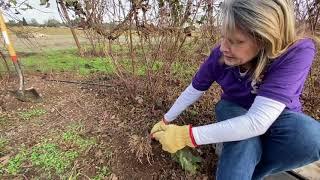 How to start new boysenberry plants