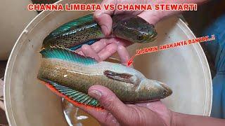 PERTAMA KALI.. Menjodohkan Ikan Channa Limbata Dengan Cara Ini  Cara Menjodohkan Channa Limbata